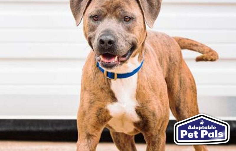 SPCA of Texas