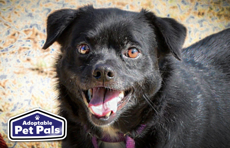 SPCA of Texas