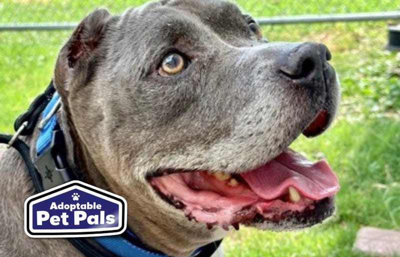 SPCA of Texas