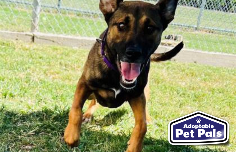 SPCA of Texas