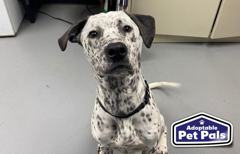 SPCA of Texas