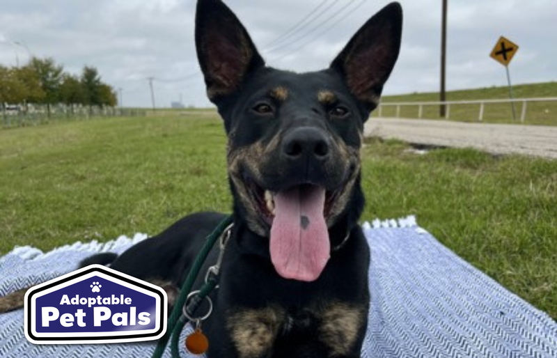 SPCA of Texas