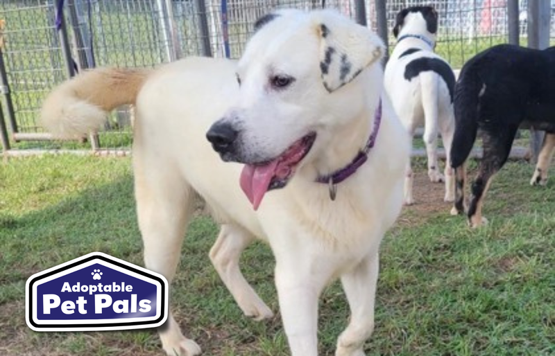 SPCA of Texas