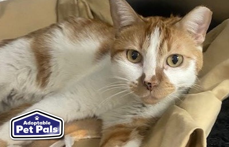 SPCA of Texas