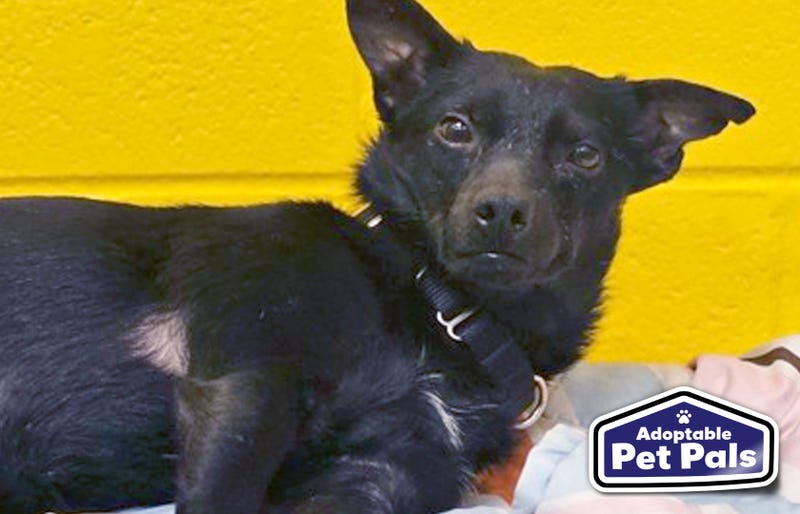 SPCA of Texas