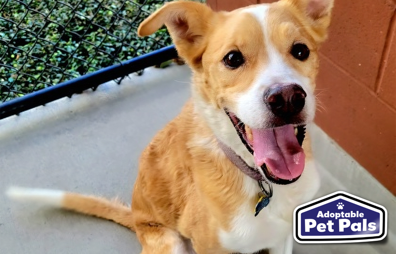 SPCA of Texas