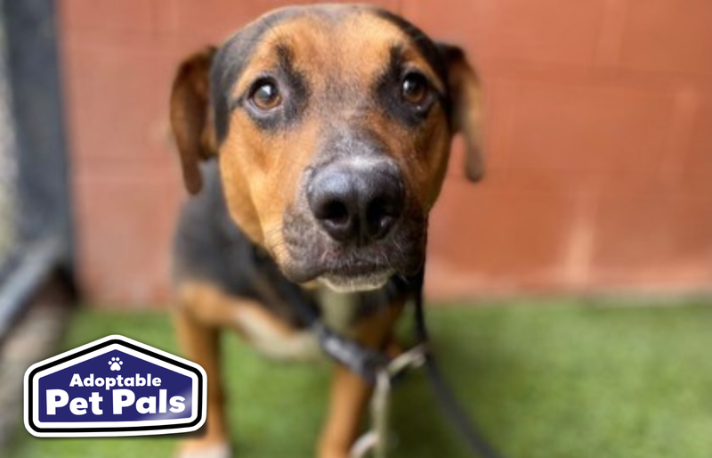 SPCA of Texas