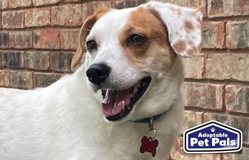 SPCA of Texas