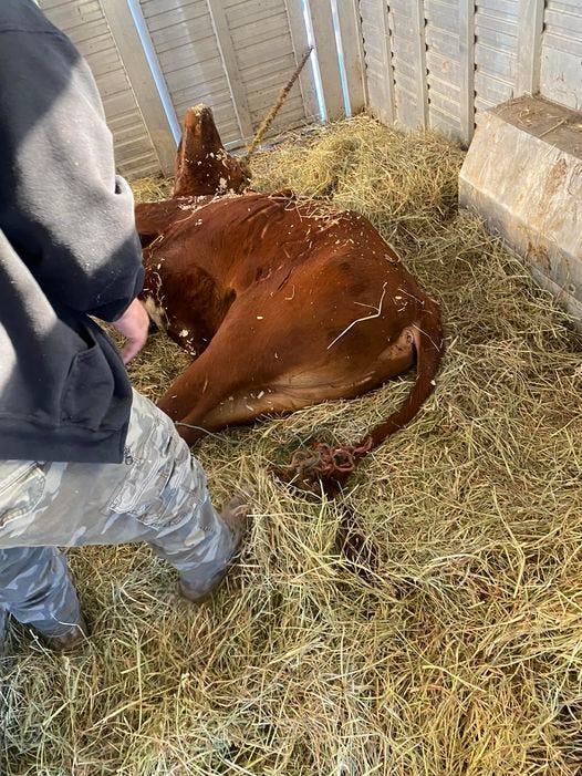 Ricardo is seen Thursday after being tranquilized