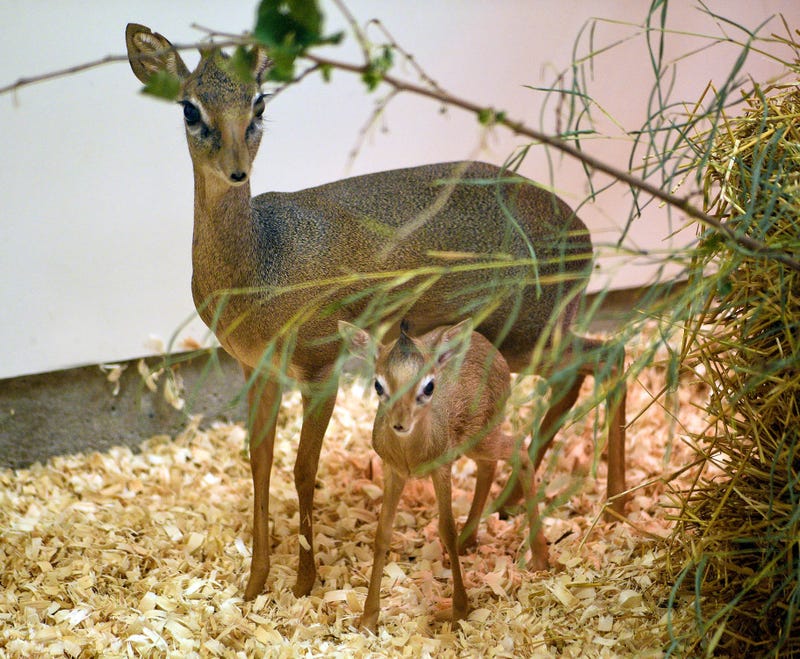 A male Kirk’s dik-dik, with his mom, Buttons, at Brookfield Zoo. Currently, they are bonding behind the scenes (photo taken at 5 days old)