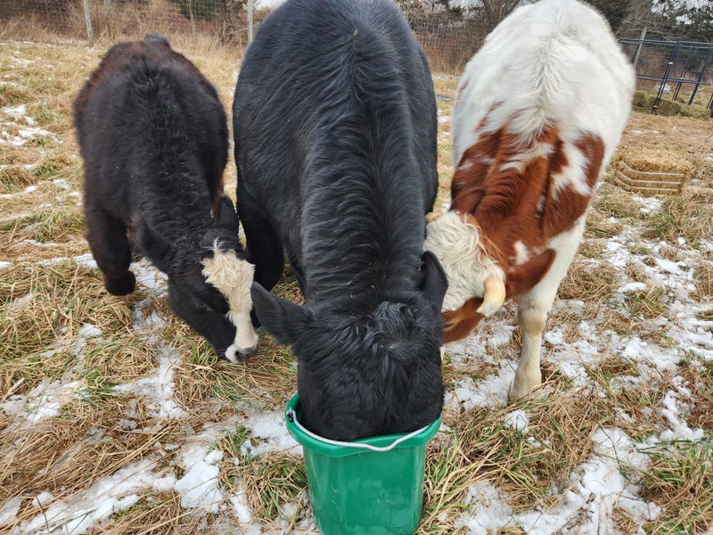 The bulls, Steve, Artie, and Robert, were found by Humane Long Island alongside ten piglets, lacking food and water, at a vacant property similar to a slaughterhouse on Monday, Jan. 22, 2024. 