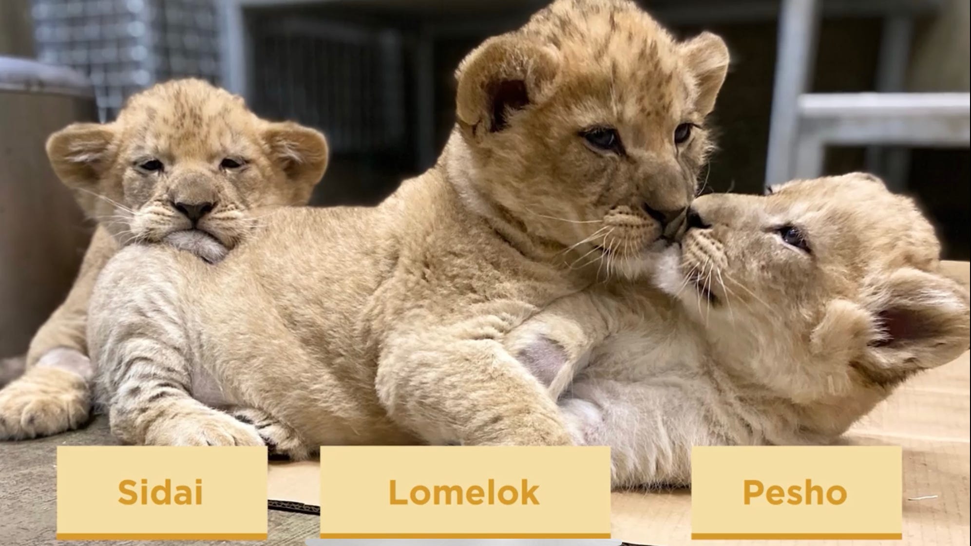 Trio of adorable lion cubs at Lincoln Park Zoo now have their names
