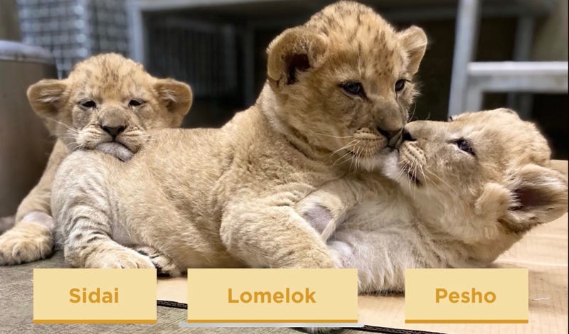 Lincoln Park Zoo