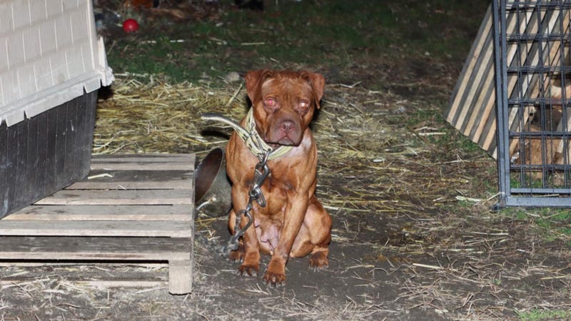 One of the eight dogs rescued from a New Jersey home on Feb. 3, 2024, which are suspected of being used for dog ring fights, according to the MCSPCA.