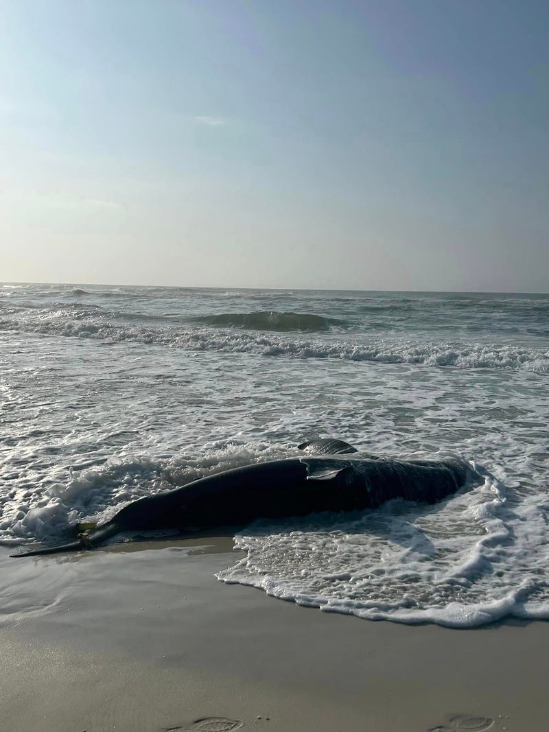 Deceased great white.