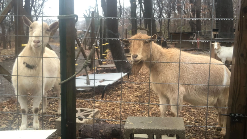 Goat Farm