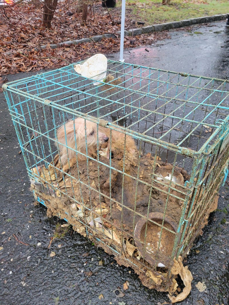 A dog rescued from Linda Hart, 79, resident who was charged with misdemeanor animal cruelty charges on April 2, 2024.