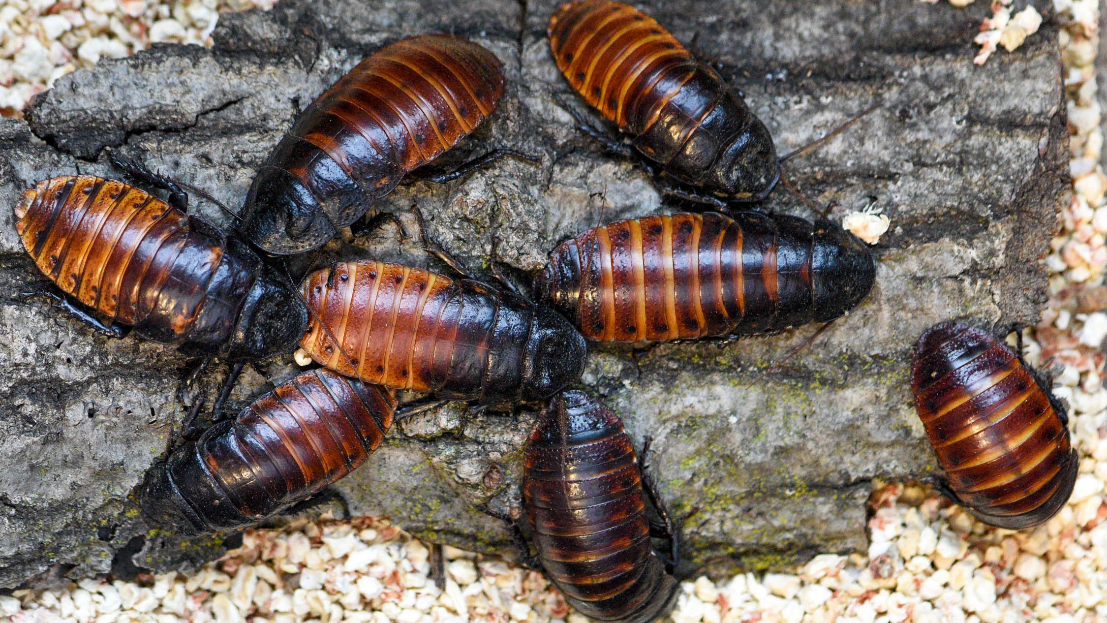 Name a cockroach after your ex this Valentine's Day thanks to Brookfield Zoo