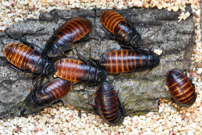 Brookfield Zoo is once again offering the opportunity to name a cockroach in honor of that not-so-special someone who is no longer in your life (for the better). For a minimum donation of $15, those who feel like they were scorned by an ex can name a Madagascar hissing cockroach after that former partner (or anyone) for Valentine’s Day.