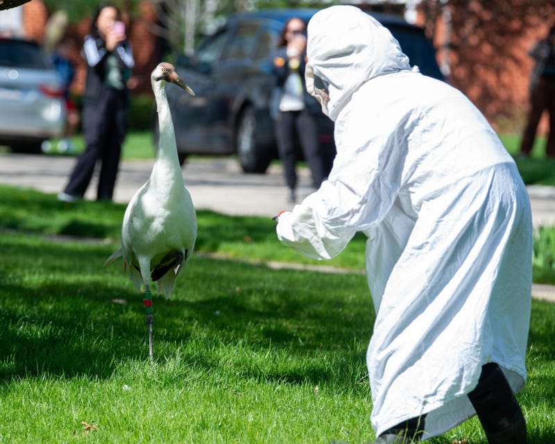  whooping crane back to Wilmette organization