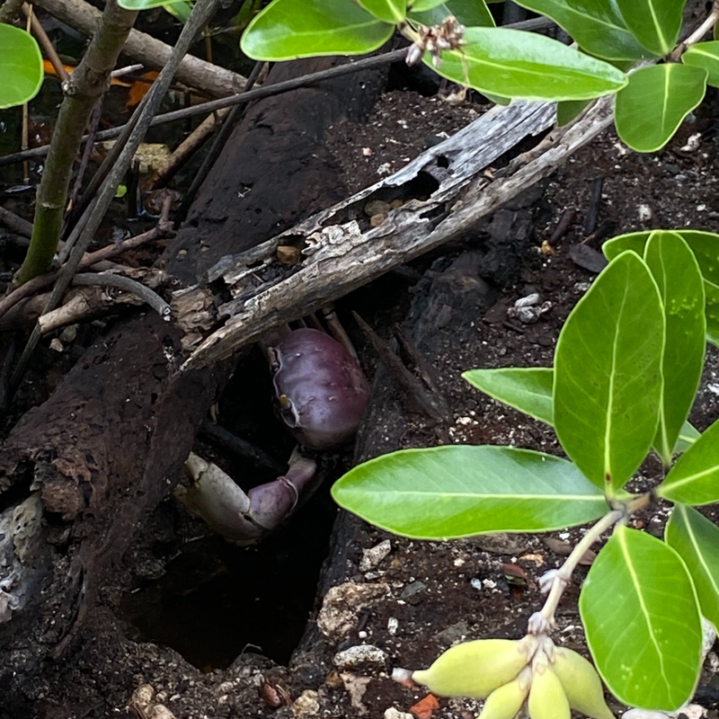 Coop's vacation #LIVEFromSandals at Sandals® Royal Curaçao