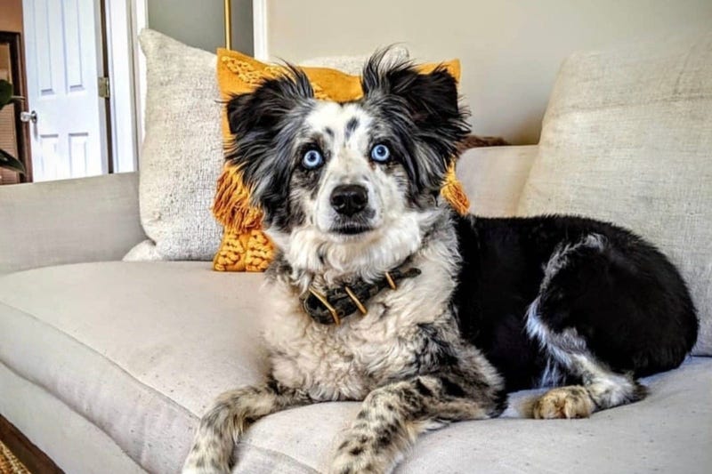 Emilie Talermo is searching for her missing mini-Australian shepherd who was last seen outside of a supermarket in San Francisco's Bernal Heights neighborhood on Dec.14, 2019.