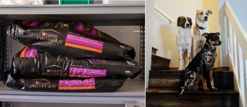 Eilise Fisher’s dogs, Luke, Leia and Yoda, and their preferred brand of dog food, which she plans to purchase during Black Friday sales in an effort to offset costs.