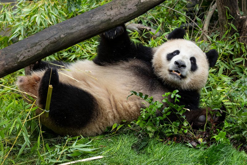 Panda