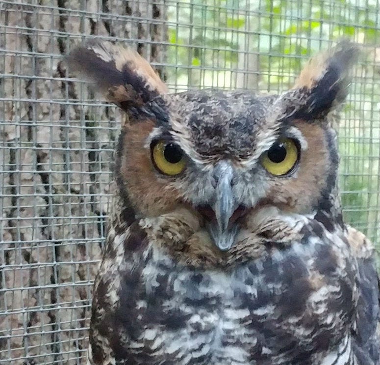 A Great horned owl.