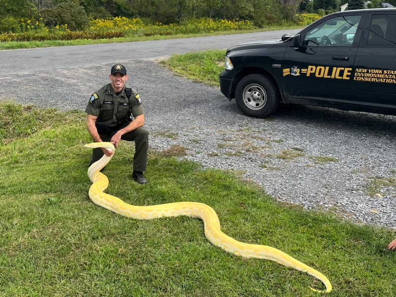 In this photo released by the New York State Department of Environmental Conservation, DEC Officer Jeff Hull poses with a Burmese python that was confiscated from a home in New Hartford, N.Y., on Aug. 28, 2024