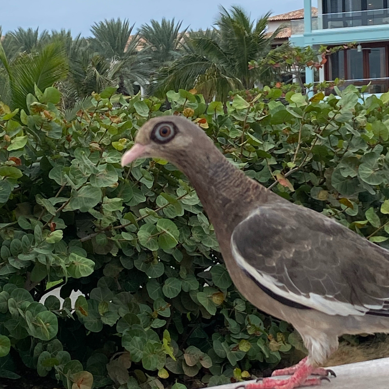 Coop's vacation #LIVEFromSandals at Sandals® Royal Curaçao