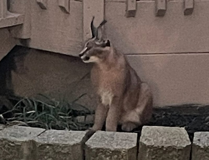 caracal