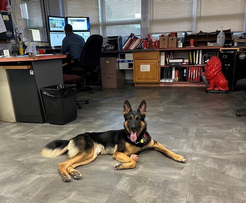 Ace, an 18-month-old German shepherd, was adopted from the Burlington County Animal Shelter in August by a New Jersey state trooper. He will serve as a station canine at the barracks.