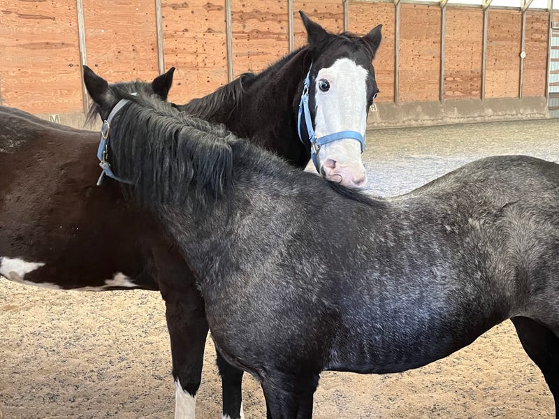 horses brush up against each other at Casey's Safe Haven