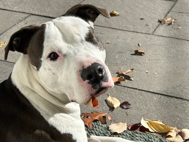 Ava the dog