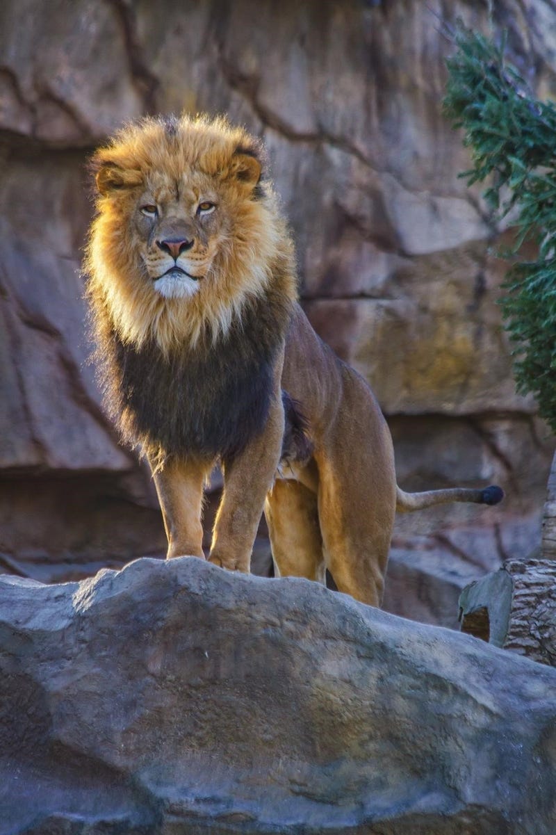 St. Louis Zoo