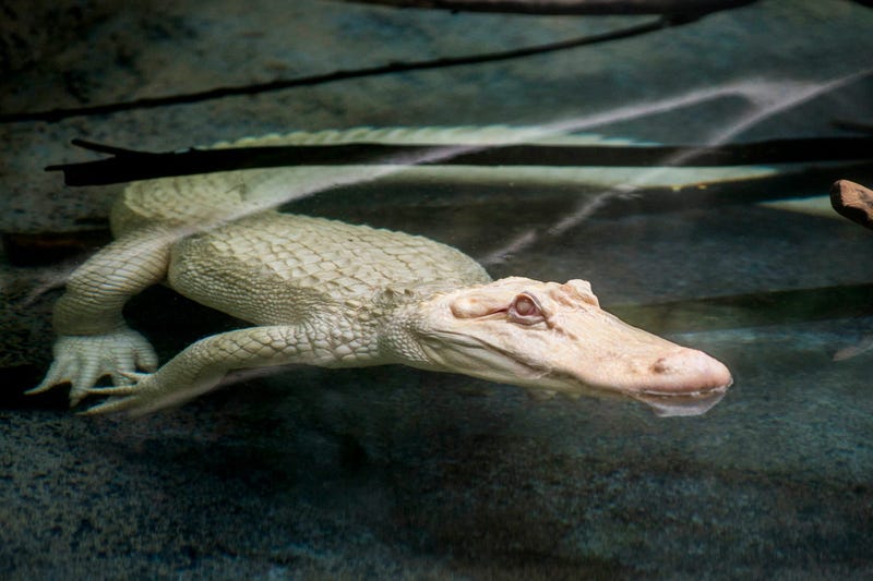 Snowflake, a 7-foot-long albino American alligator, will reside at Brookfield Zoo’s Swamp habitat through September. Albino alligators are extremely rare--only about 100 exist in the world.