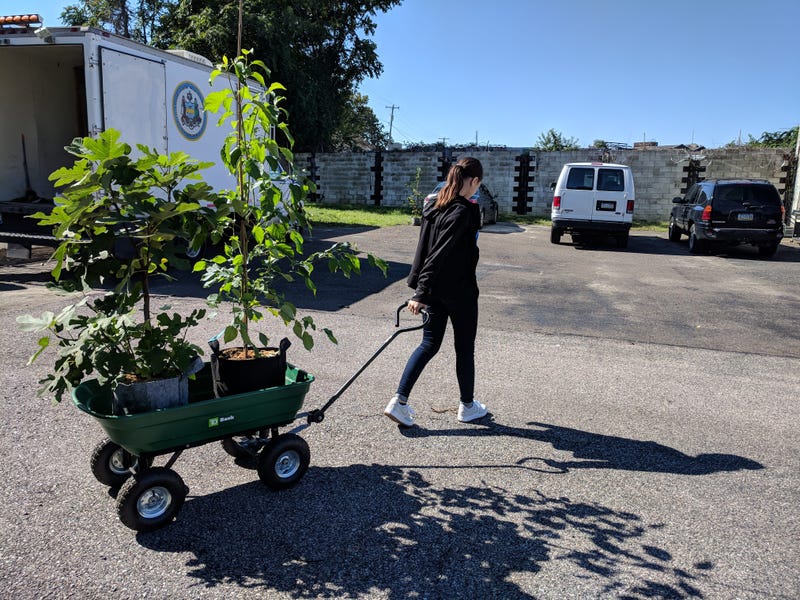 TreePhilly 
