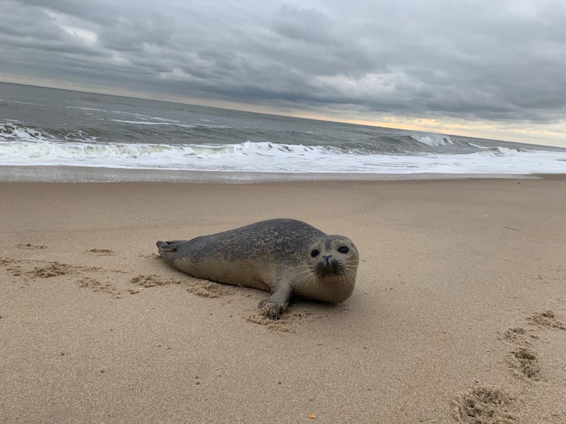 seal pup on New Jersey beach