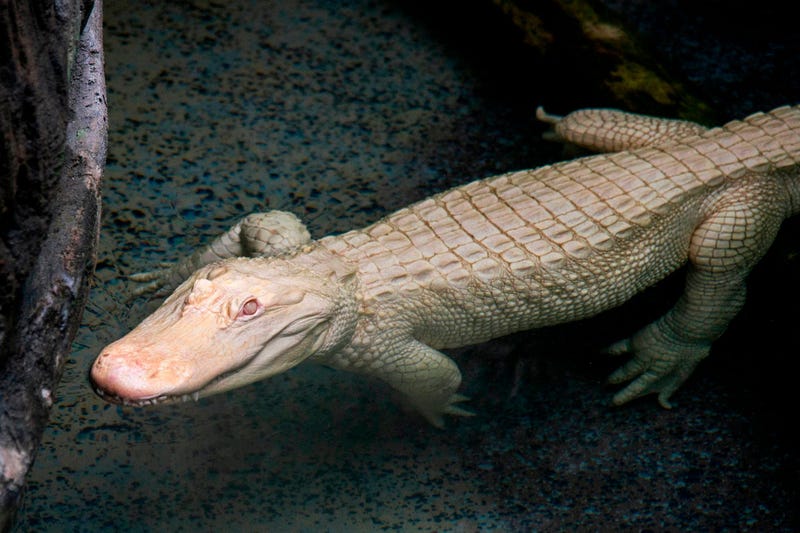 Snowflake, a 7-foot-long albino American alligator, will reside at Brookfield Zoo’s Swamp habitat through September. Albino alligators are extremely rare--only about 100 exist in the world.