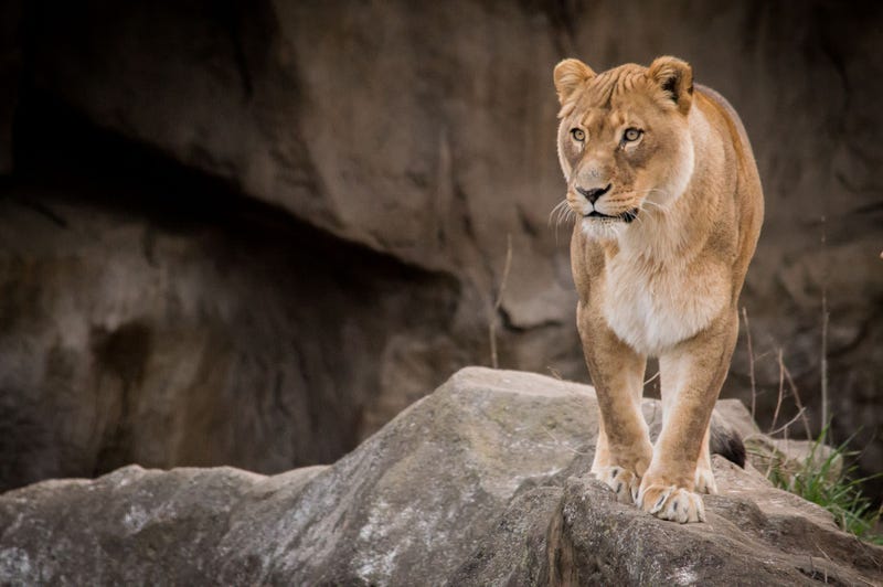 St. Louis Zoo