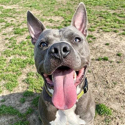 pet of the day