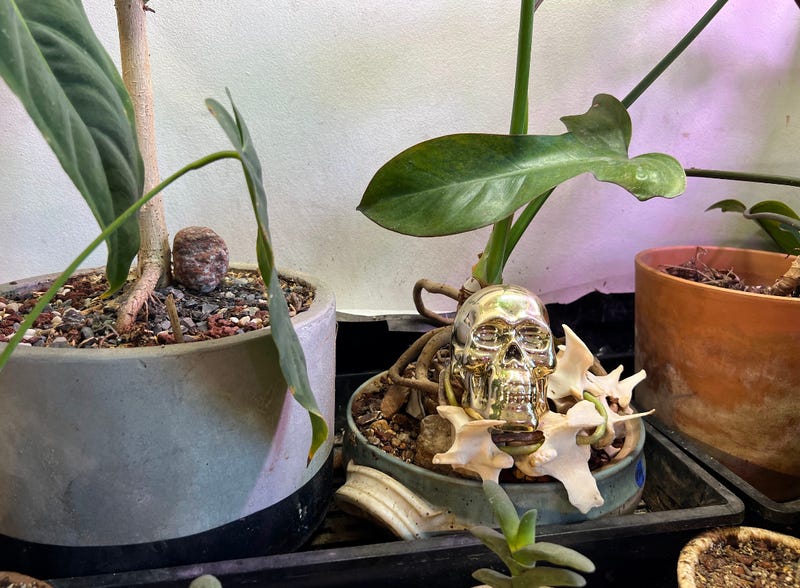 plants with glass skull