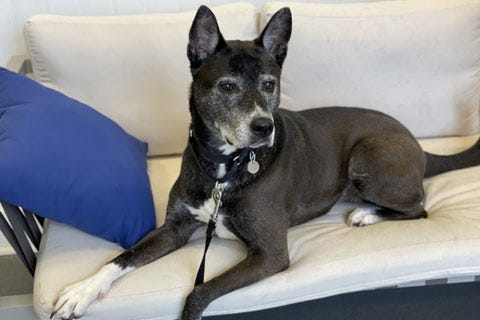Bridgette is a 6-year-old Shepherd mix. She weighs 68.4 pounds.