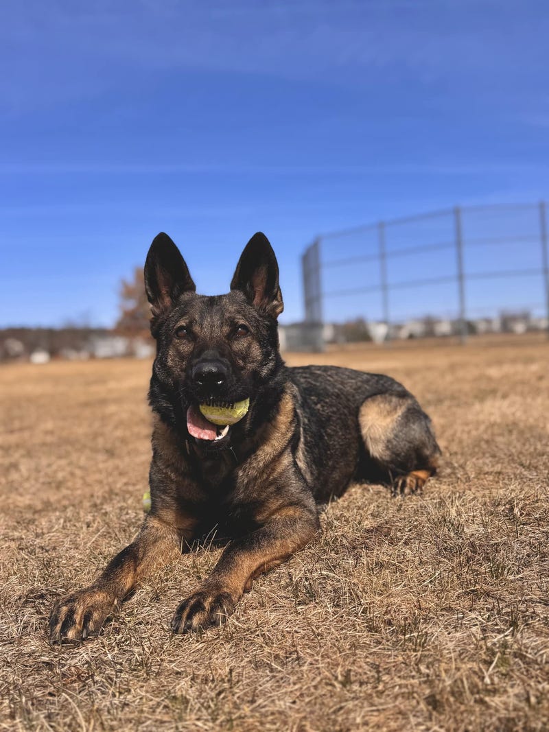K9 Skye of the Wauconda Police Department. 