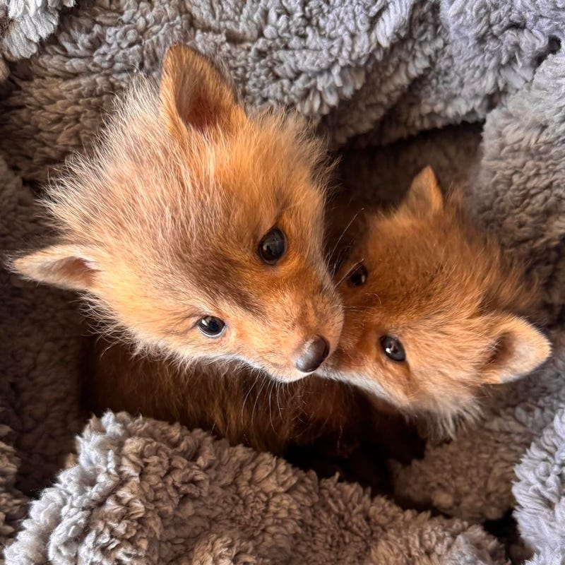 Six baby foxes apparently abandoned by their mother in far northwest suburban Cary this week and suffering from the cold appear to be doing better.  