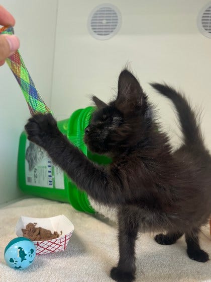 Adopt Don't Shop