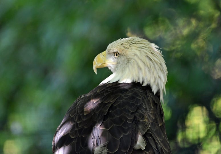 Bald Eagle at Detroit Zoo
