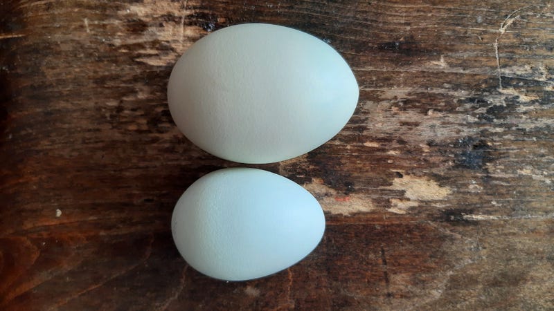 These are Pumpkin's eggs. Seriously, though. They both came from the same chicken.