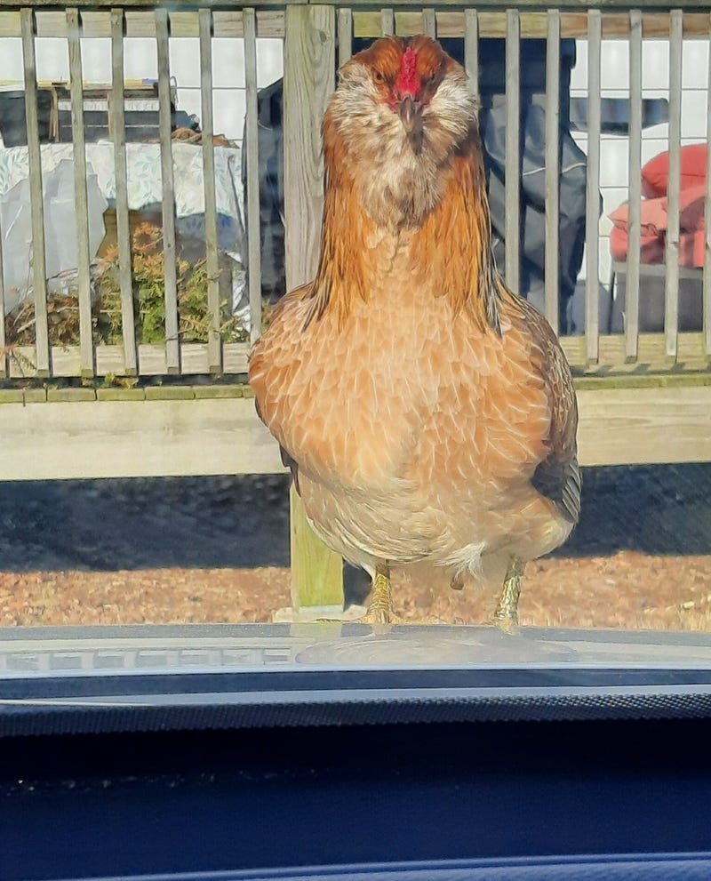 This is Pumpkin, too.